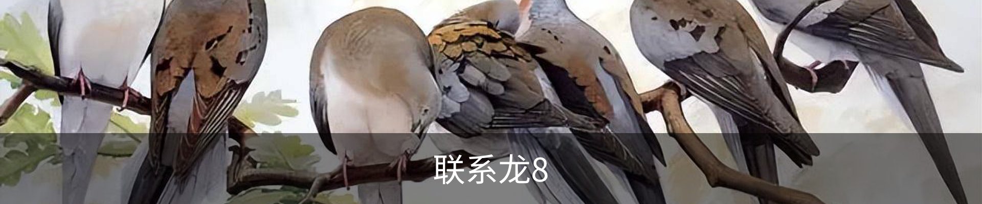 联系龙8
